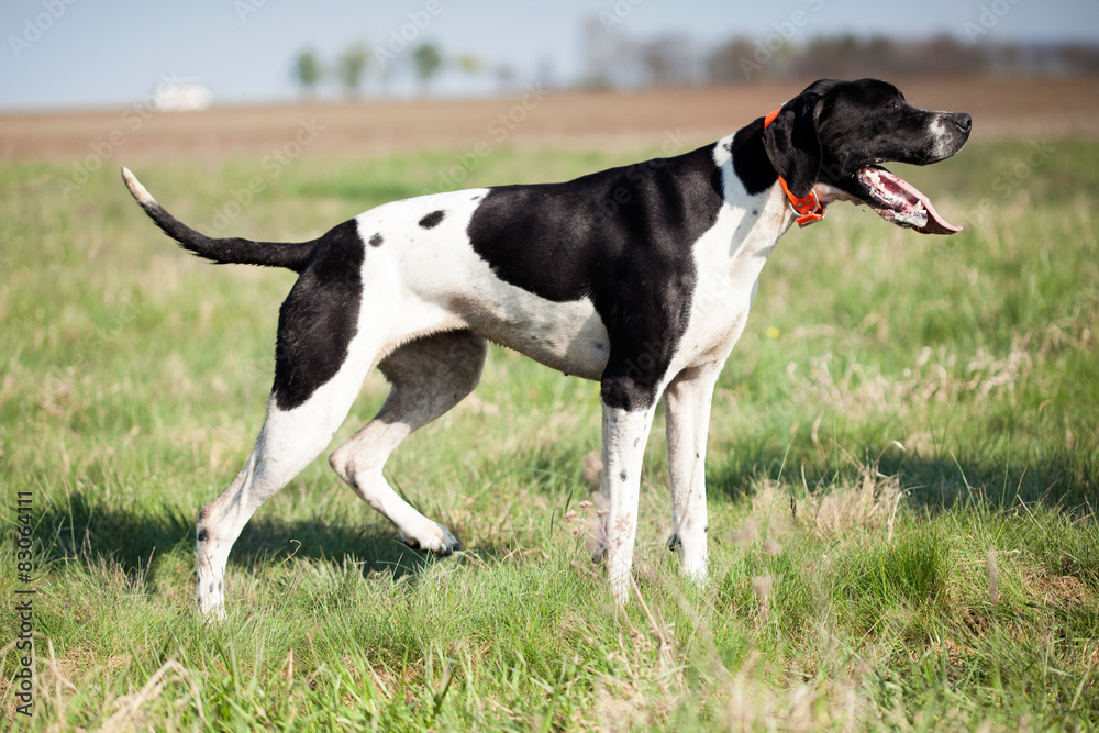 English Pointer in hunt