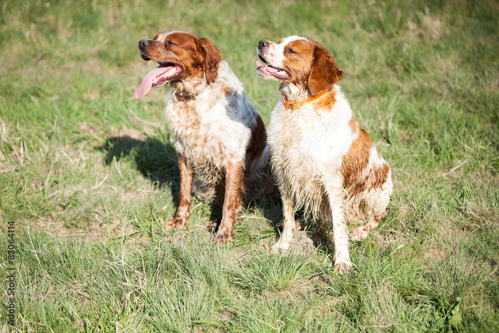 Two epagneul breton dogs sitting on grass