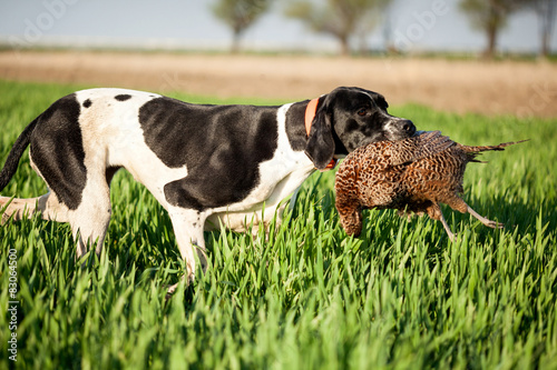 english pointer dog with pray