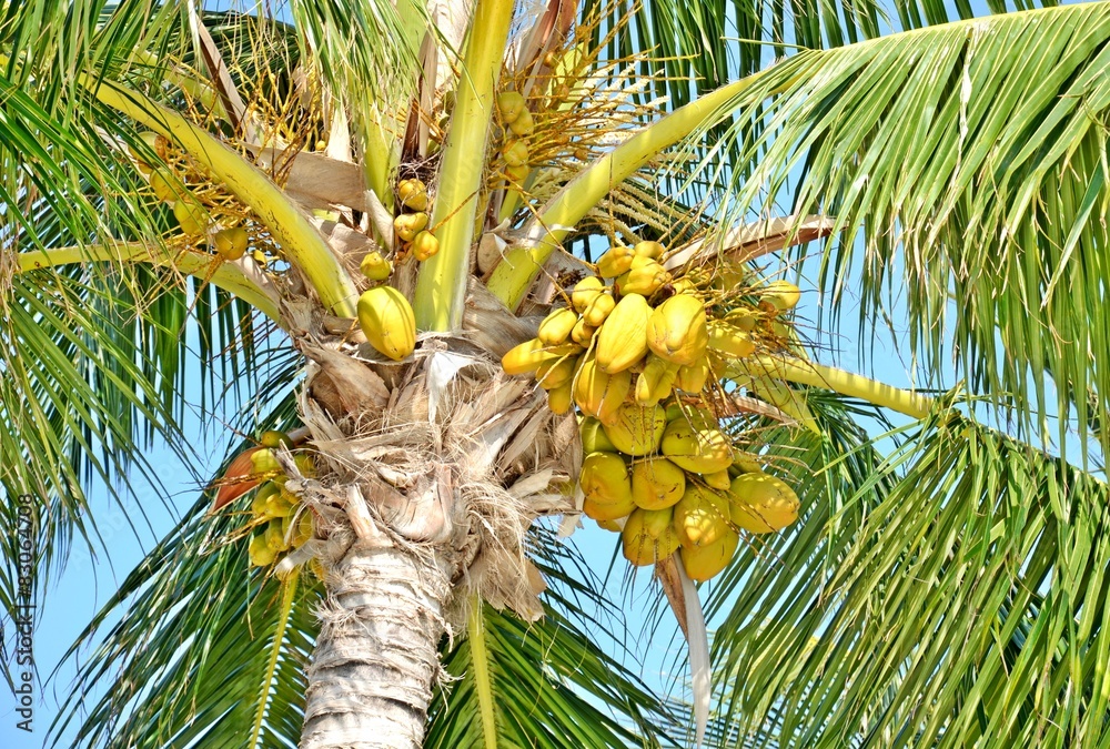 Fototapeta premium palm tree and coconuts
