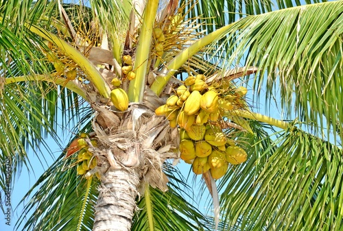 palm tree and coconuts