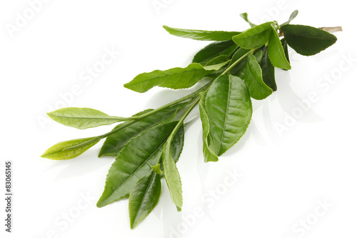 Fresh Green tea leaves 