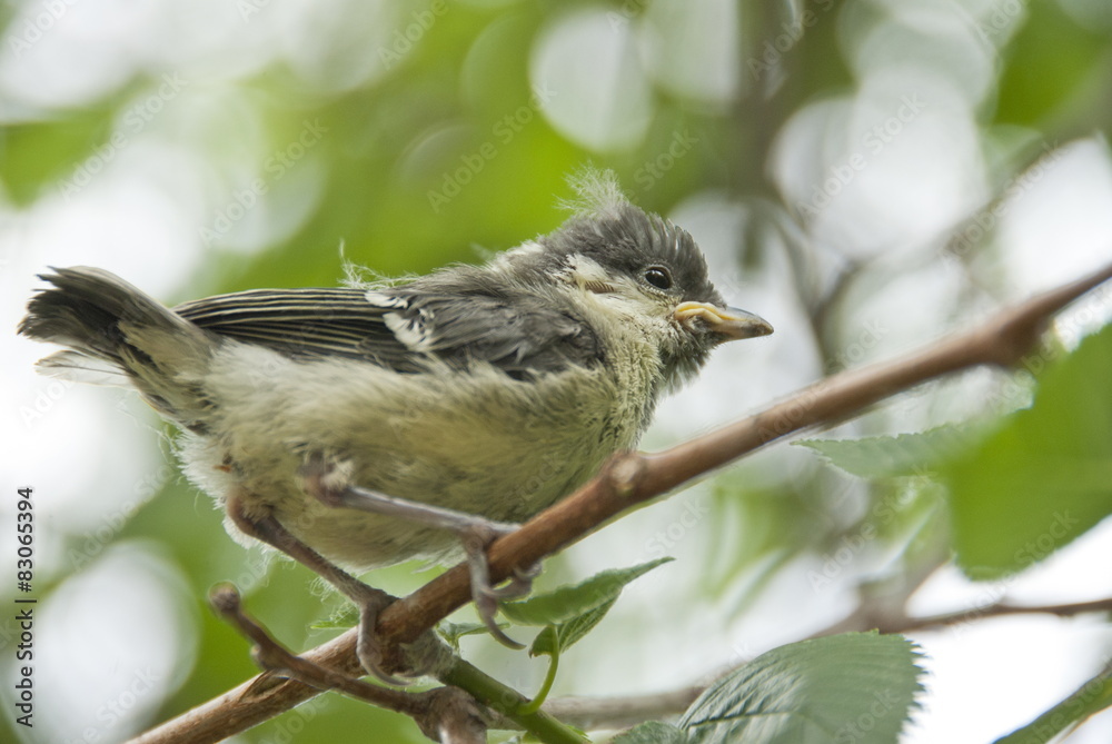 Naklejka premium Great tit bird chick on a branch.