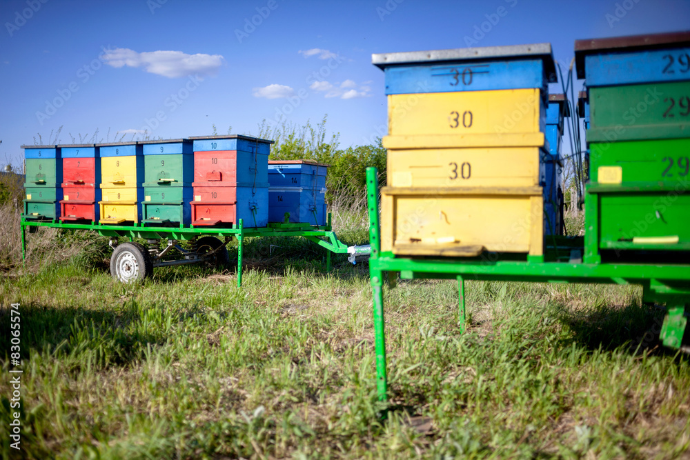 Honey bee hives Honey bee hives