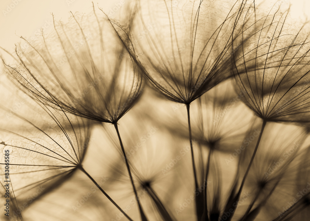 Abstract dandelion flower background, extreme closeup. Big dandelion on natural background. Art photography