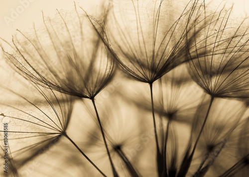 Abstract dandelion flower background, extreme closeup. Big dandelion on natural background. Art photography 