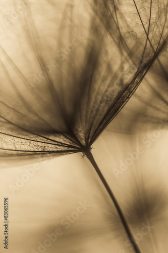 Abstract dandelion flower background  extreme closeup. Big dandelion on natural background. Art photography 