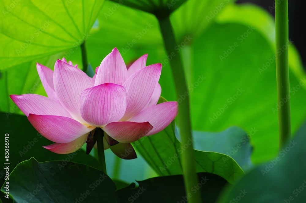 Obraz premium 蓮の花