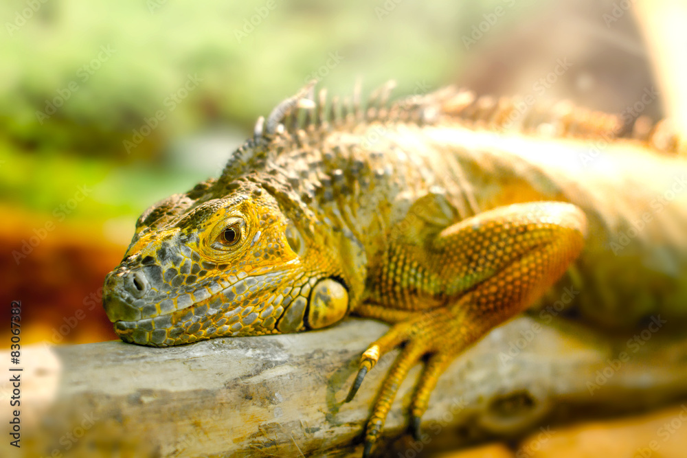 Fototapeta premium iguanas who sleeps on a thick branch