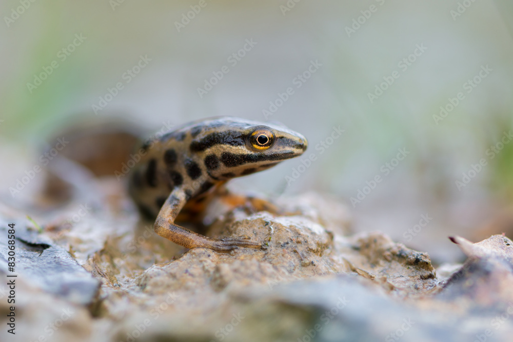 smooth newt smooth newt