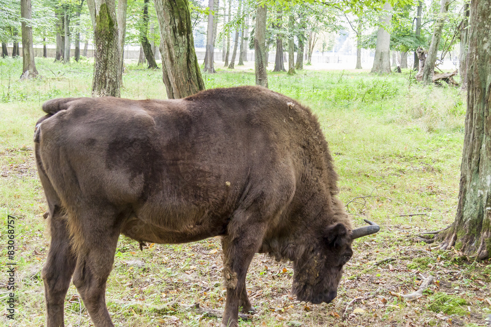 Fototapeta premium Bialowieski National Park - Poland. Aurochs head.