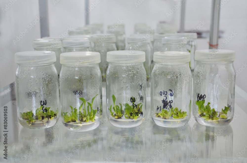 Banana Plant tissue culture. Banana meri plants. Banana Plant tissue culture. Banana meri plants.