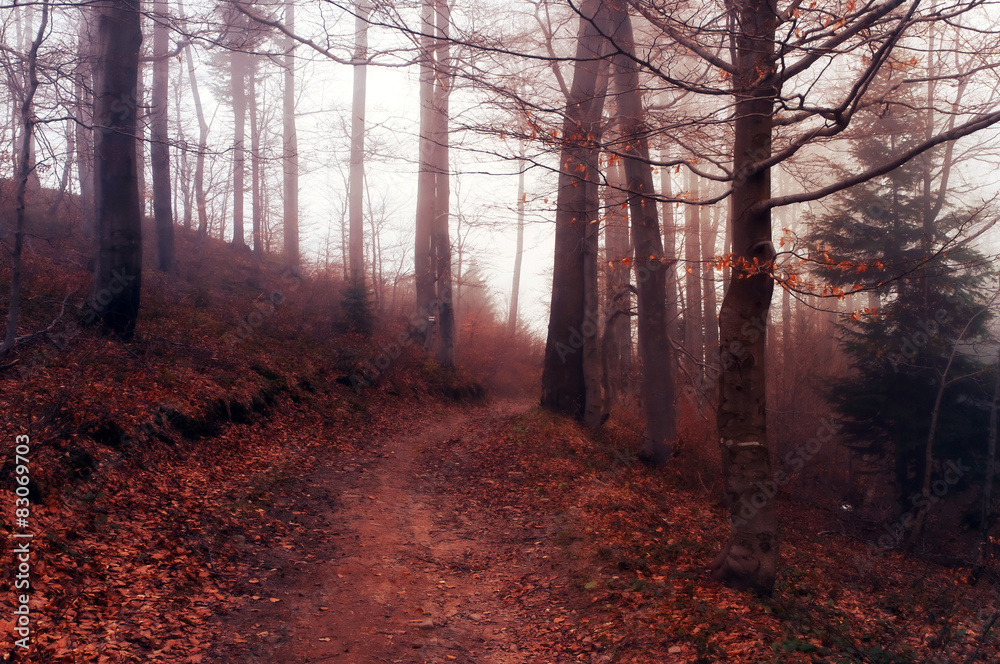 Obraz premium Droga w jesiennym zamglonym lesie w Beskidach