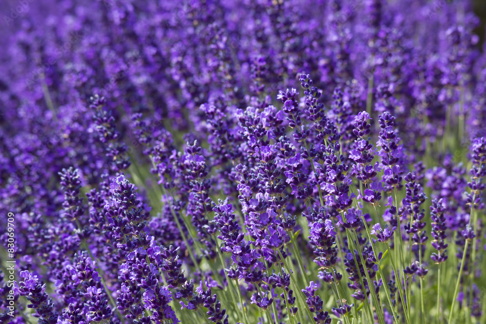 Fototapeta premium lavender flowers