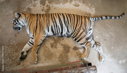 tiger sick