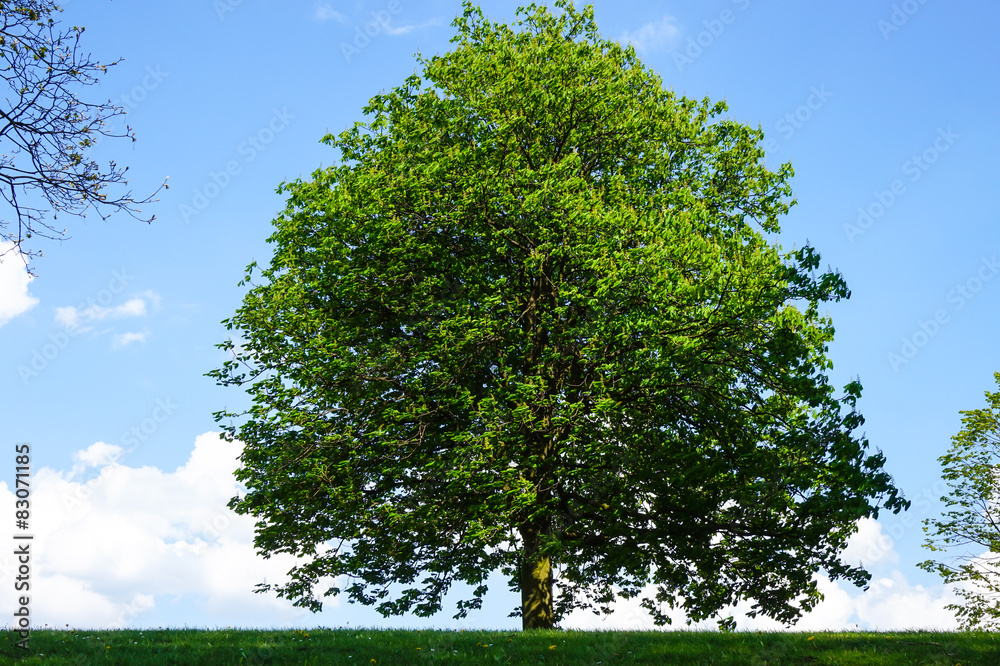 einzelner baum vor blauem himmel einzelner baum vor blauem himmel