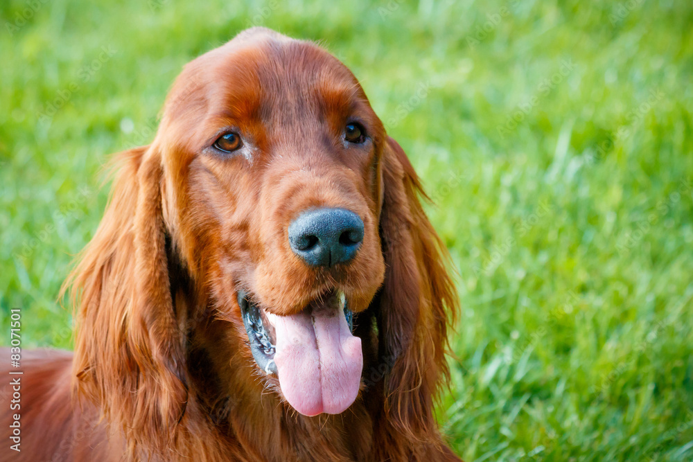 Obedient nice irish setter with staring look