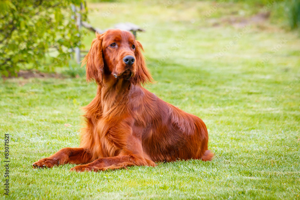 Obedient nice irish setter laying and waiting