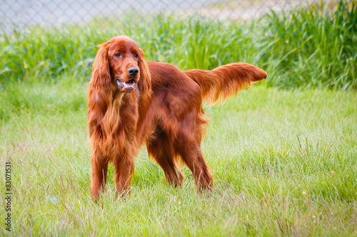 Obedient nice irish setter standing and waiting