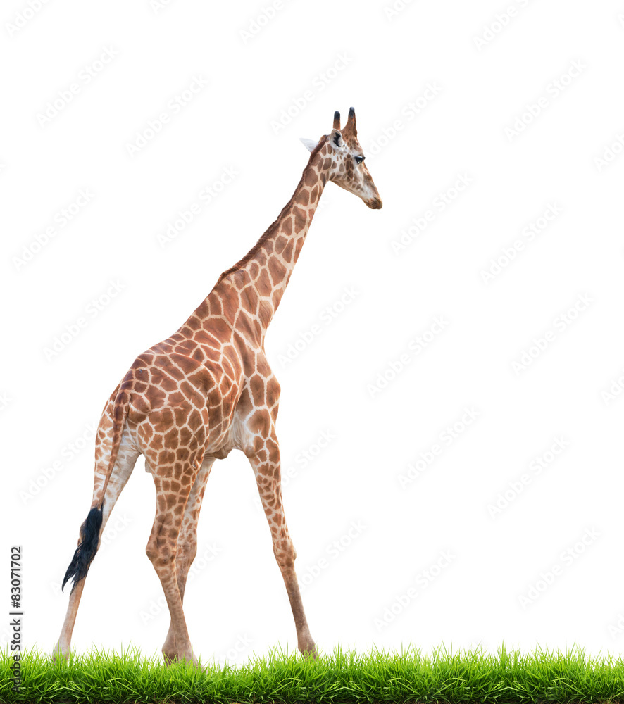 Obraz premium giraffe isolated