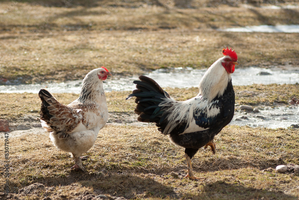 Fototapeta premium chicken