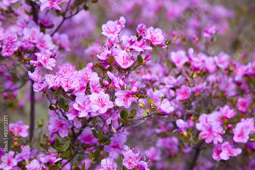 Closeup shot of Rhododendron dauricum flowers photo