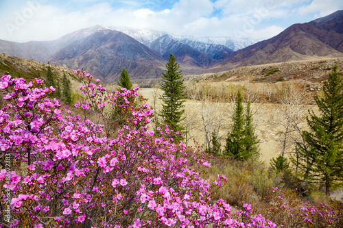Altai landscape with Rhododendron dauricum flowers