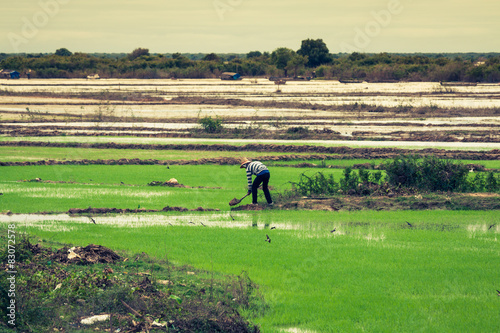 Cambodian rice fields