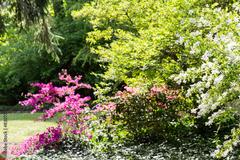 Arbustes en fleur - parc au printemps