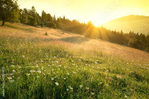 Field in mountains during sunrise. Natural landscape #83074972