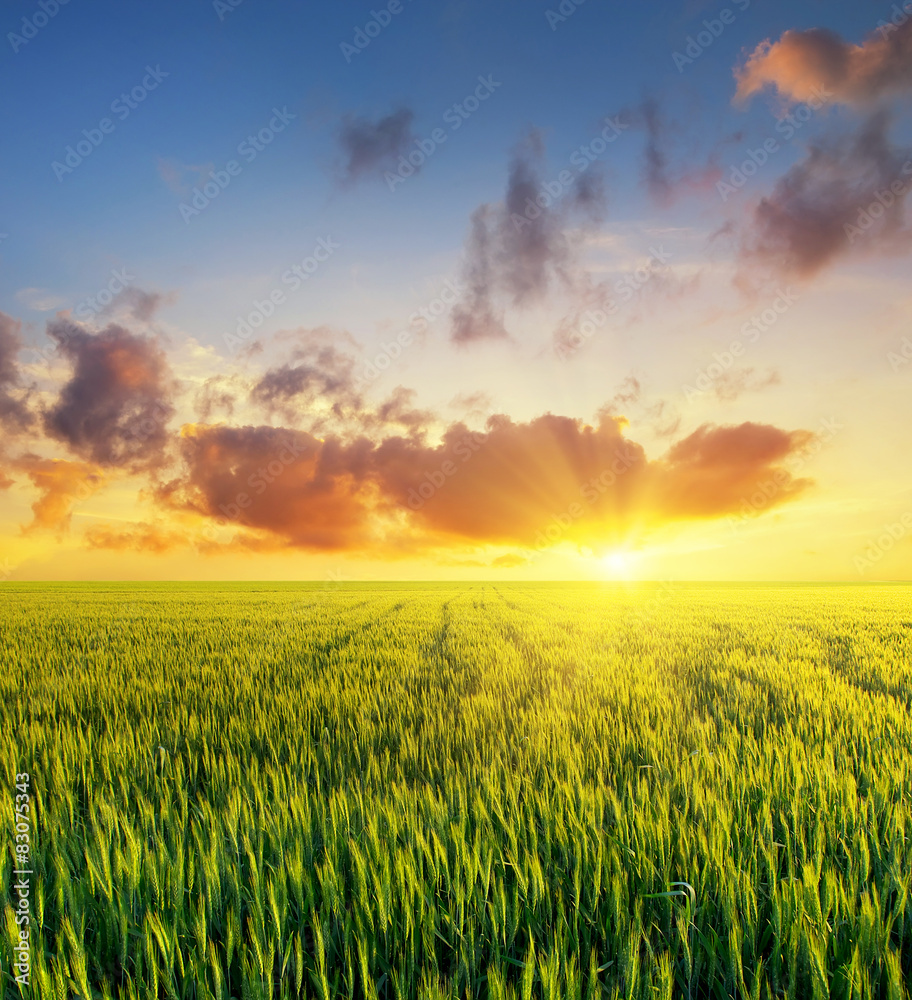Filed during bright sunset. Agricultural landscape