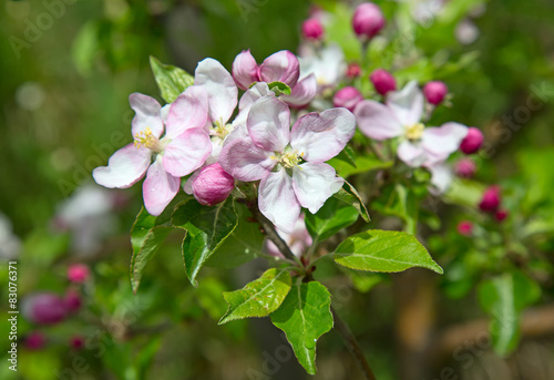 Apple garden