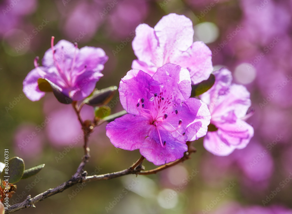 Closeup shot of Rhododendron dauricum flowers Closeup shot of Rhododendron dauricum flowers