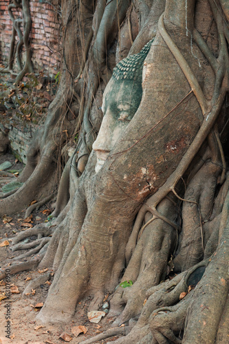 Head of Buddha statue in the tree roots at Wat Mahathat  Ayuttha