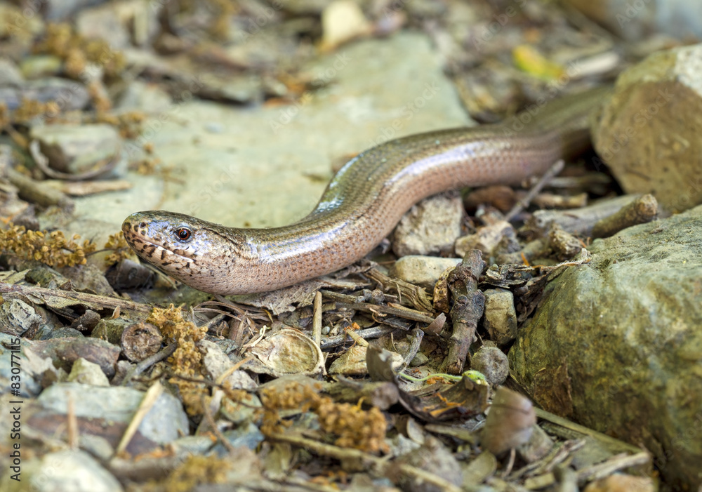 Anguis fragilis face closeup. Slow worm aka slowworm. Anguis fragilis face closeup. Slow worm aka slowworm.