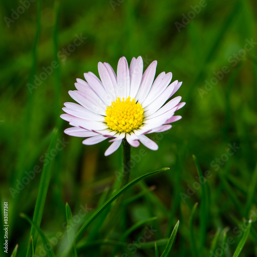 daisy flower