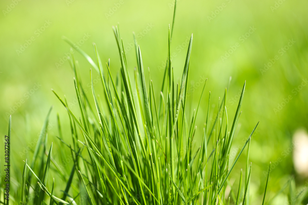 Fototapeta premium Green grass on nature background, close up