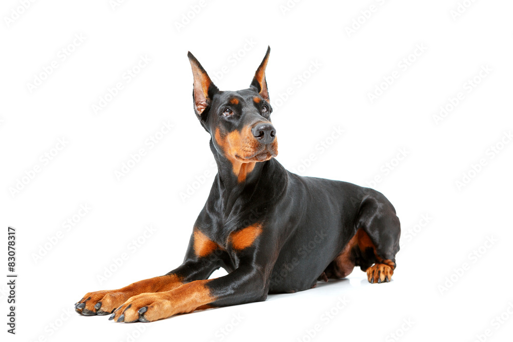 Dog lying on white isolated background. Dog lying on white isolated background.