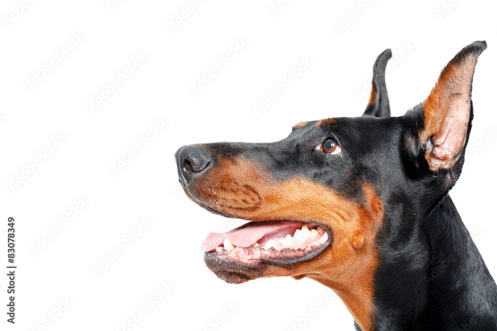 Close up sideview of dobermann pinscher