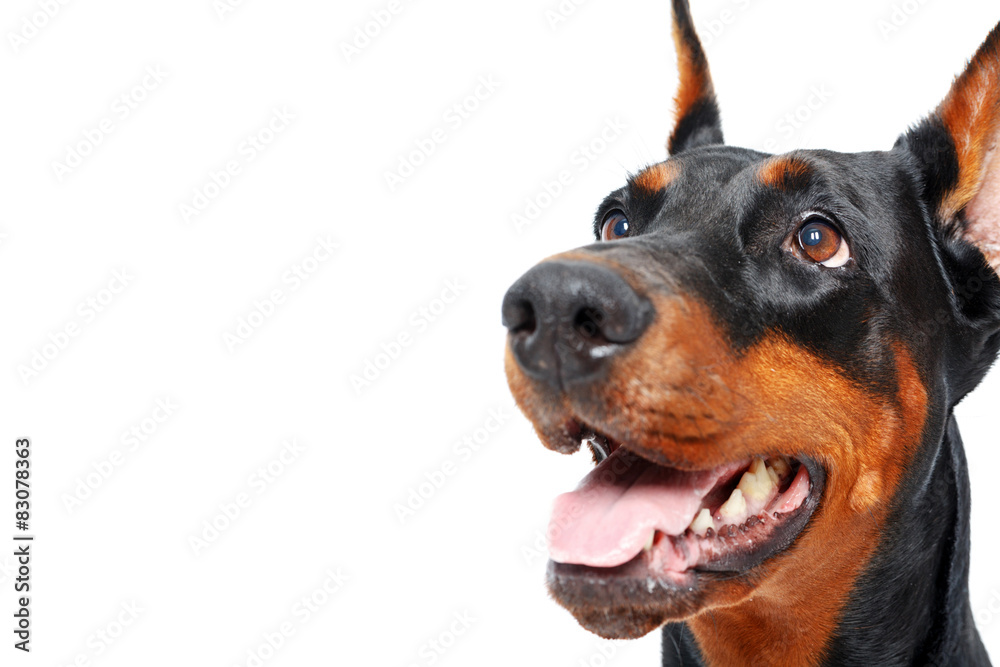 Close up of doberman pinscher with opened mouth Close up of doberman pinscher with opened mouth