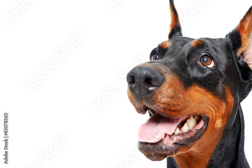 Fototapeta Close up of doberman pinscher with opened mouth