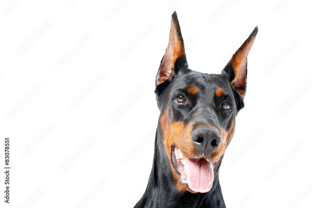 Portrait of dobermann pinscher with opened mouth Portrait of dobermann pinscher with opened mouth