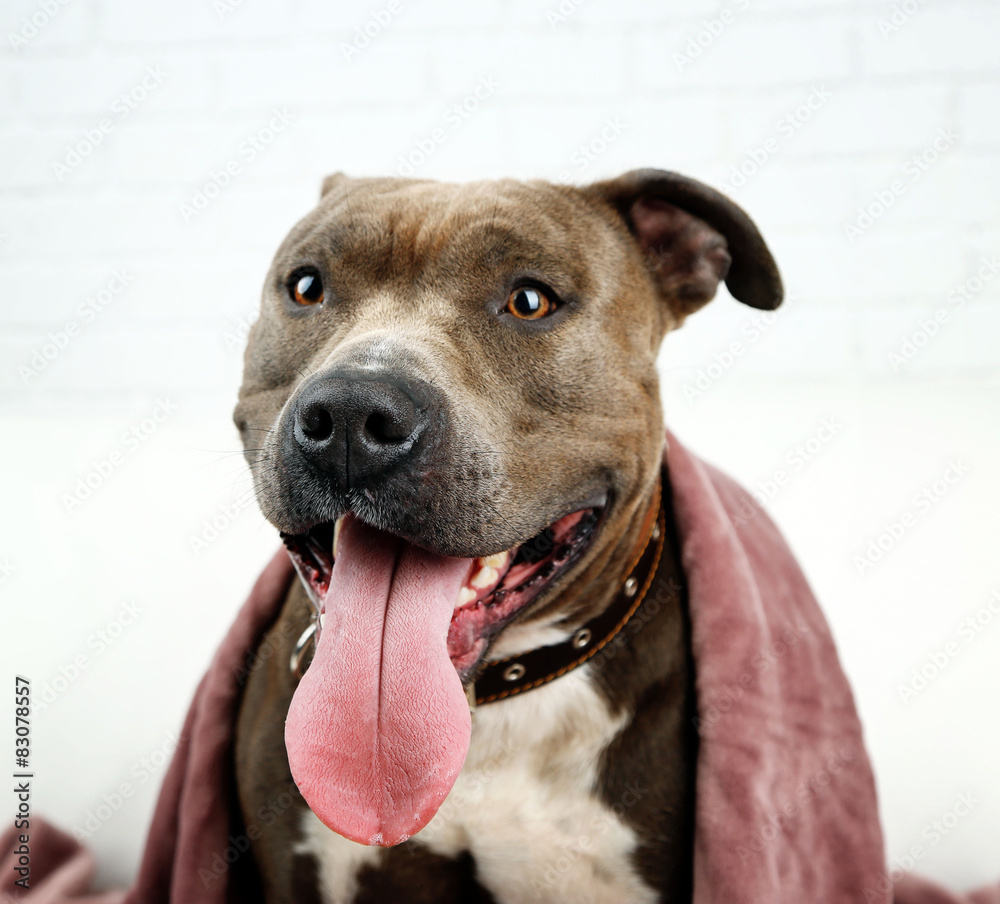 Cute dog lying on sofa, on home interior background