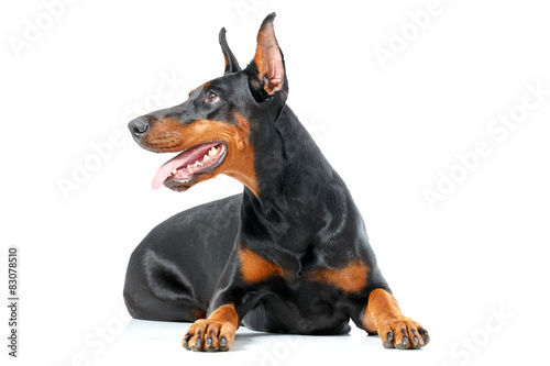 Foto Lying playful dobermann pinscher on isolated white background