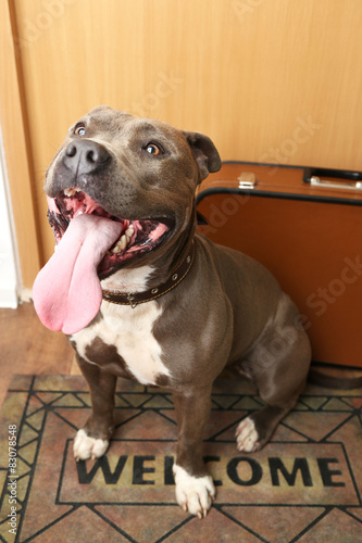 Fototapeta Naklejka Na Ścianę i Meble -  Dog waiting to go near door