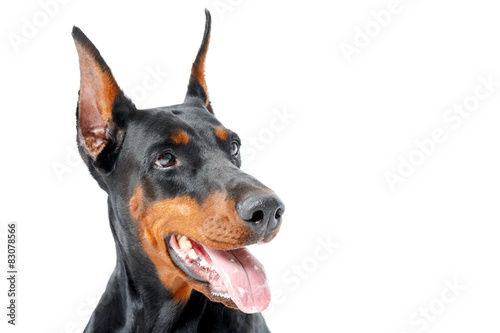 Tablou canvas Portrait of dobermann pinscher with opened mouth