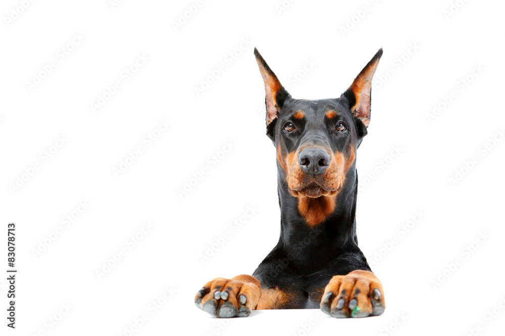 Doberman pinscher emerging from behind Doberman pinscher emerging from behind