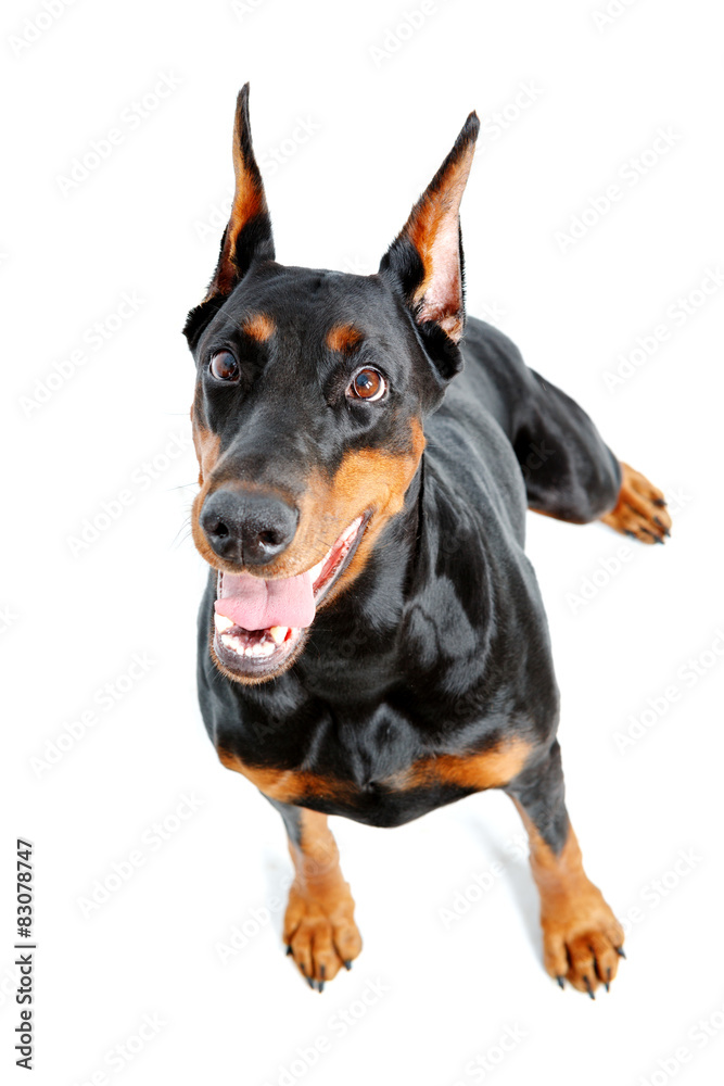 Top view of extravagant doberman pinscher Top view of extravagant doberman pinscher