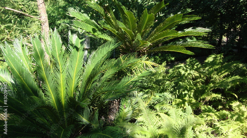 Fototapeta premium sagowiec cykas palmy i paprocie 