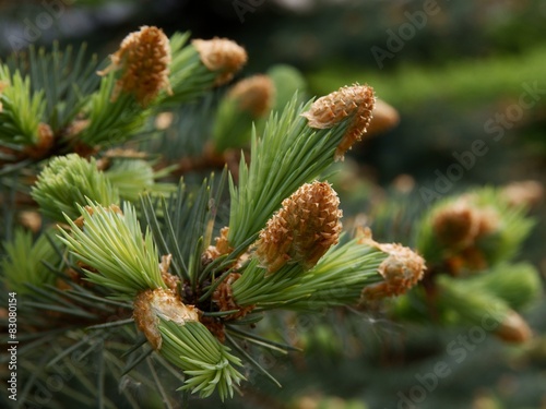 growth of spruce tree buds